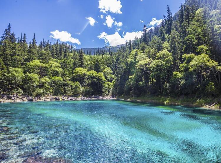 trees surrounding blue pond